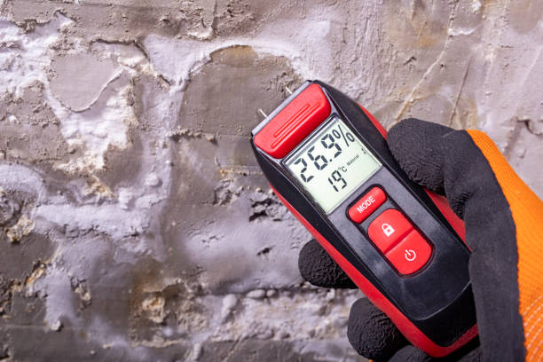 Trusted Ridgeland, SC Mold Removal Experts