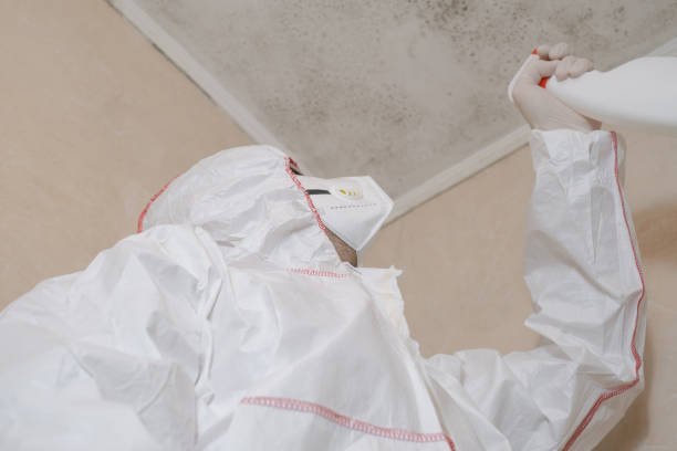 Best Certified Mold Removal  in Ridgeland, SC