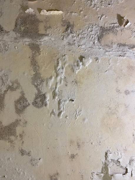 Best Residential Mold Removal  in Ridgeland, SC