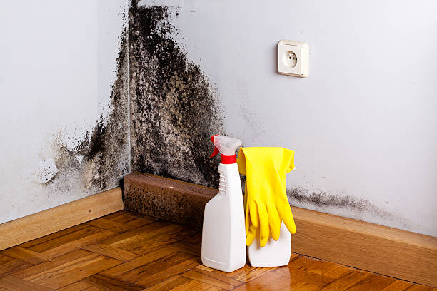 Best Mold Damage Repair  in Ridgeland, SC