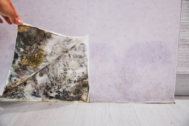 Best Attic Mold Removal  in Ridgeland, SC